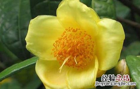 金花茶的功效有哪些呢 金花茶的功效有哪些