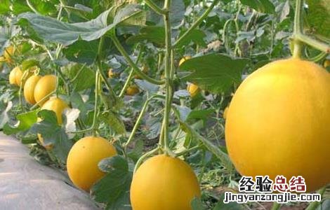 香瓜的功效与作用及禁忌 香瓜的功效与作用禁忌症
