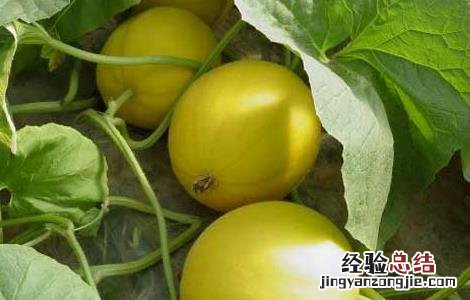 香瓜的功效与作用及禁忌 香瓜的功效与作用禁忌症