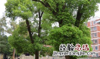 为什么屋前屋后忌种樟树 屋前屋后种樟树好吗