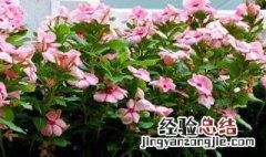 夏季能栽植什么花最好 夏季能栽植什么花