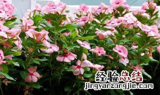 夏季能栽植什么花最好 夏季能栽植什么花