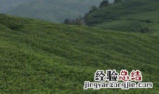 灌木型茶树有哪些品种 灌木型茶树基本特征