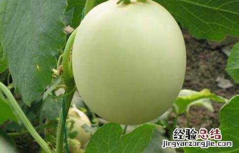 绿宝香瓜的营养价值 香瓜的营养价值