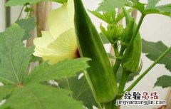 黄秋葵的营养价值有哪些 黄秋葵的营养价值