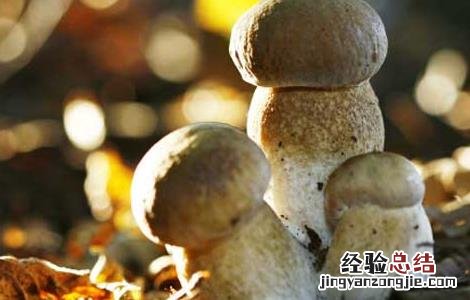 草菇的营养价值 草菇的营养价值及功效与作用