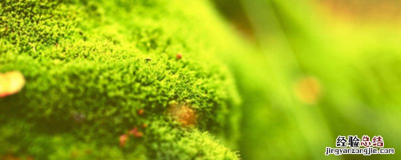 用尿素杀青苔怎么用 磷肥和尿素能除青苔吗