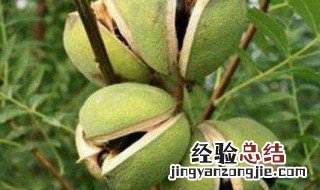 文冠果的栽培 文冠果栽培技术规程