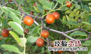 酸枣叶的功效与作用及禁忌 酸枣叶的功效与作用及禁忌有哪些