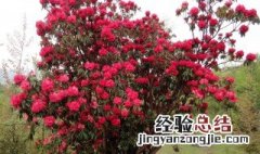 二月适合种植什么花 很多花都合适