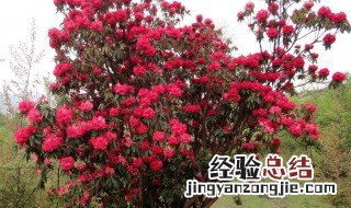 二月适合种植什么花 很多花都合适