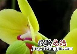 怎样养殖蝴蝶兰花 怎样养殖蝴蝶兰花盆栽