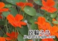 怎样养殖旱金莲花 怎样养殖旱金莲