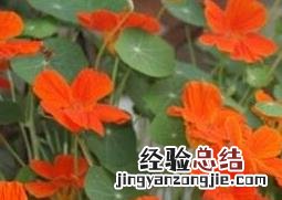 怎样养殖旱金莲花 怎样养殖旱金莲
