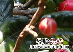 越南抱茎茶花好养吗 越南抱茎茶花的养殖技巧