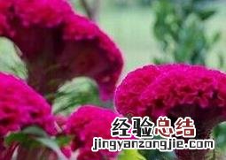 鸡冠花的功效作用及相关知识a 鸡冠花的功效与作用及禁忌