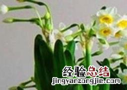水仙花的养殖方法与注意事项图片 水仙花的养殖方法与注意事项