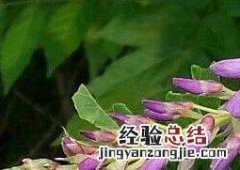 葛花的作用与功效及禁忌 葛花的功效与作用,葛花的副作用