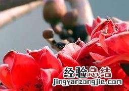 木棉花泡水喝的功效与作用 木棉花泡水喝有什么功效?