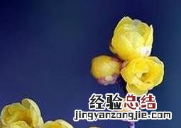 腊梅花的功效与作用及禁忌症 腊梅花的功效与作用及禁忌
