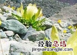 雪莲花的功效与作用及禁忌人群 雪莲花的功效与作用及禁忌
