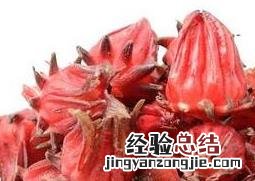 洛神花的功效与作用及食用方法图片 洛神花的功效与作用及食用方法