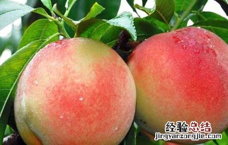 桃子的功效与作用及禁忌每天可以吃几个桃子 桃子的功效与作用及禁忌