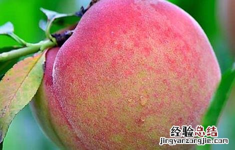 桃子的功效与作用及禁忌每天可以吃几个桃子 桃子的功效与作用及禁忌