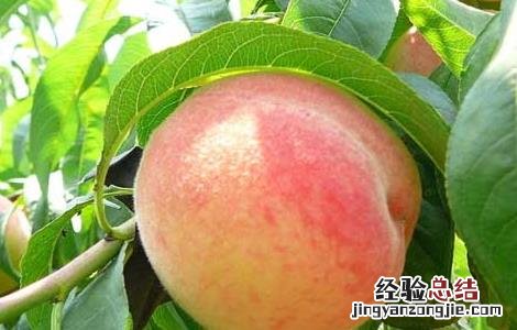 桃子的营养价值 桃子的营养价值有哪些