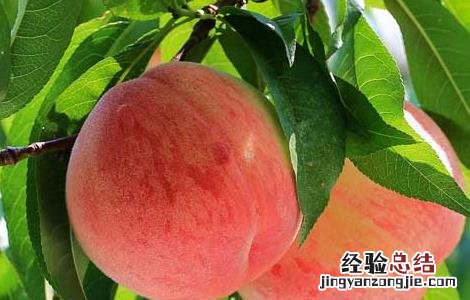 桃子的营养价值 桃子的营养价值有哪些