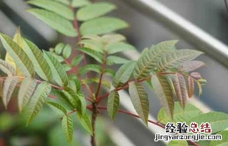 香椿的功效与作用及食用方法 香椿的功效与作用及食用禁忌