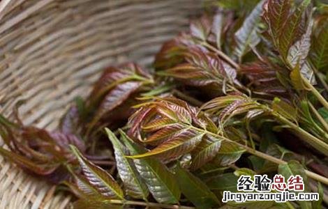 香椿的功效与作用及食用方法 香椿的功效与作用及食用禁忌