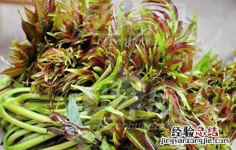香椿的功效与作用及食用方法 香椿的功效与作用及食用禁忌