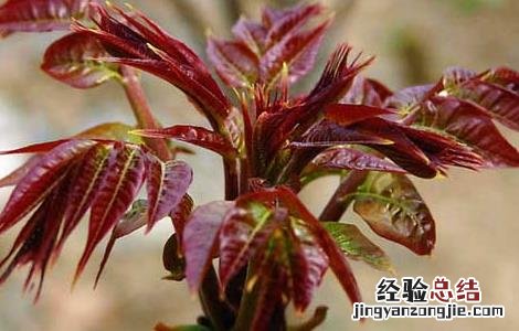 香椿的功效与作用及食用方法 香椿的功效与作用及食用禁忌