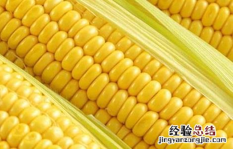 玉米的营养价值 玉米的营养价值和功效及禁忌
