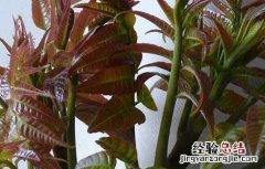 香椿的营养价值及功效 香椿的营养价值