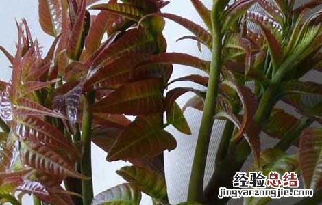 香椿的营养价值及功效 香椿的营养价值