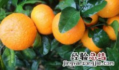 澳柑的功效与作用 澳柑和沃柑的区别