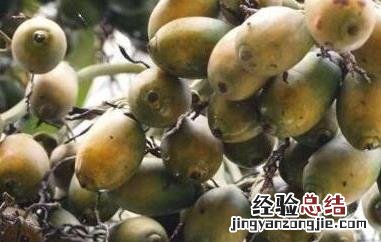 吃槟榔的好处与坏处 吃槟榔的好处与坏处图片