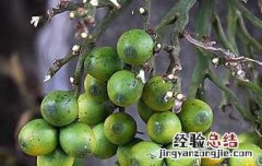 嚼槟榔的坏处有哪些英文 嚼槟榔的坏处有哪些