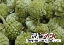 绿萝花的功效与作用禁忌 绿萝花的功效与作用