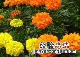 金盏花的功效与作用及禁忌 金盏花的功效与作用及禁忌