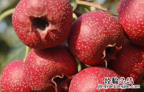 山楂的营养价值高吗 山楂的营养价值