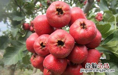 山楂的营养价值高吗 山楂的营养价值