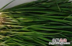 绿豆芽炒韭菜的营养价值 韭菜的营养价值
