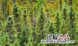 松树是灌木还是乔木 松树是大乔木吗
