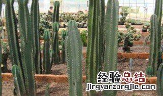 天轮柱怎么扦插 天轮柱怎么扦插成活率高