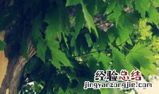 梧桐树可以扦插吗图片 梧桐树可以扦插吗