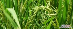 植物钙镁肥 镁肥对植物的作用