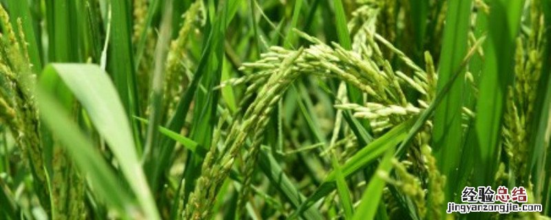 植物钙镁肥 镁肥对植物的作用